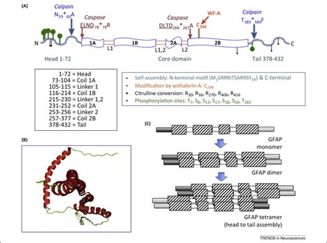 Glial Fibrillary Acidic Protein (GFAP): on the 45th ...